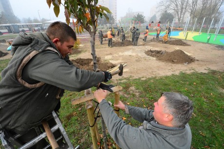 A III. Béla király téren és a Csapó utcában folytatódik a fatelepítés